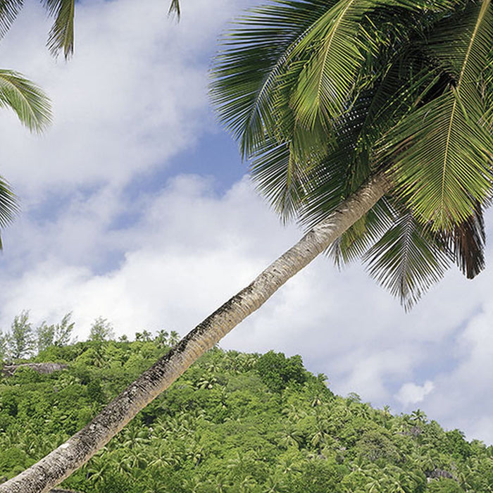 Komar | Fototapete | Seychellen | Größe 368 x 254 cm