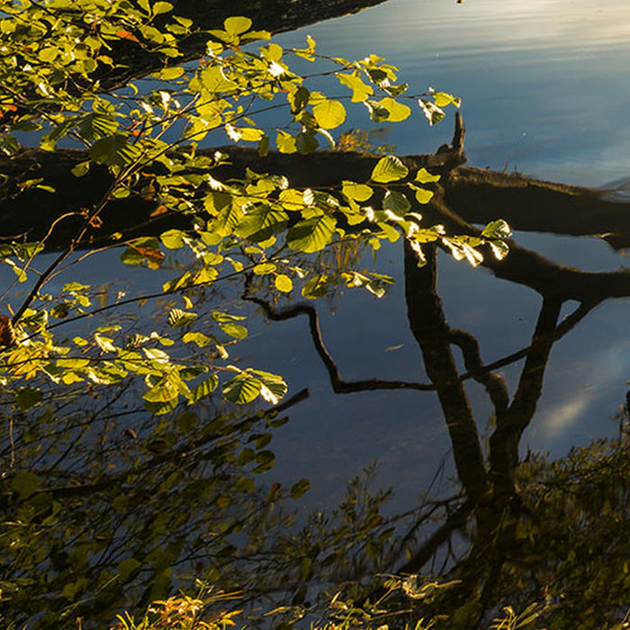 Vlies Fototapete | Golden Embrace | Größe 400 x 250 cm