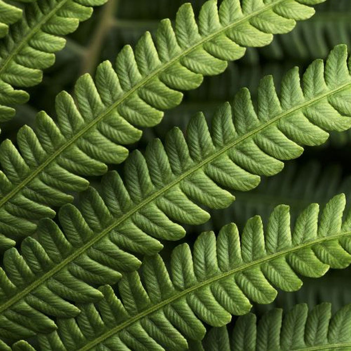Vlies Fototapete | Farn | Größe 350 x 250 cm