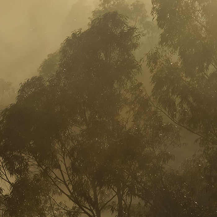 Vlies Fototapete | Misty Mountain | Größe 400 x 250 cm