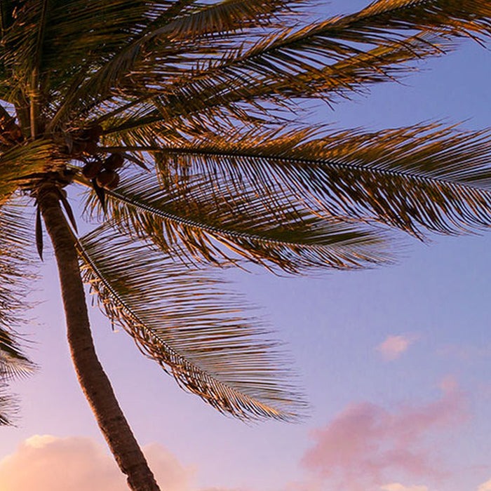 Vlies Fototapete | Reaching the Sun | Größe 400 x 250 cm