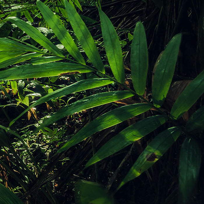 Vlies Fototapete | Into The Jungle | Größe 400 x 250 cm