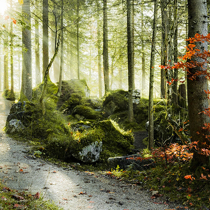 Vlies Fototapete | Feuerzungen | Größe 450 x 280 cm