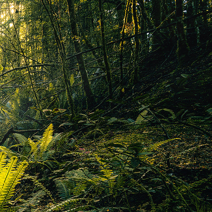 Komar | Vlies Fototapete | Fjordland Woods  | Größe 450 x 280 cm