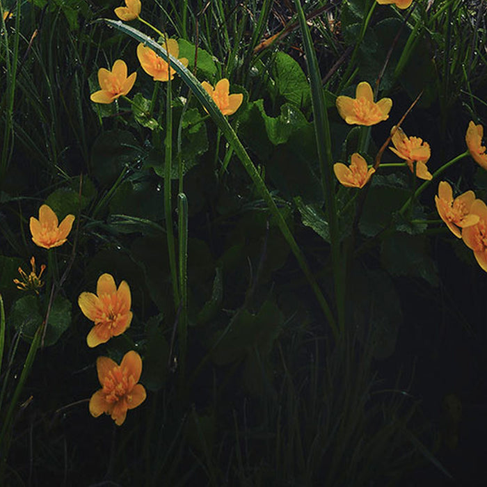 Vlies Fototapete | Morning Mist | Größe 100 x 280 cm