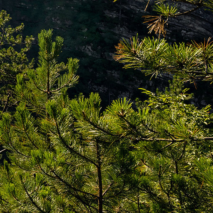 Vlies Fototapete | Elbenpforte | Größe 450 x 280 cm