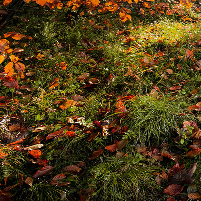 Vlies Fototapete | Feuerzungen | Größe 450 x 280 cm
