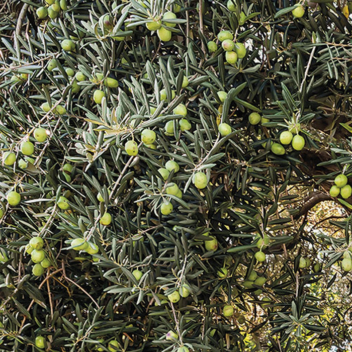 Komar | Papier Fototapete | Olive Tree | Größe 368 x 254 cm
