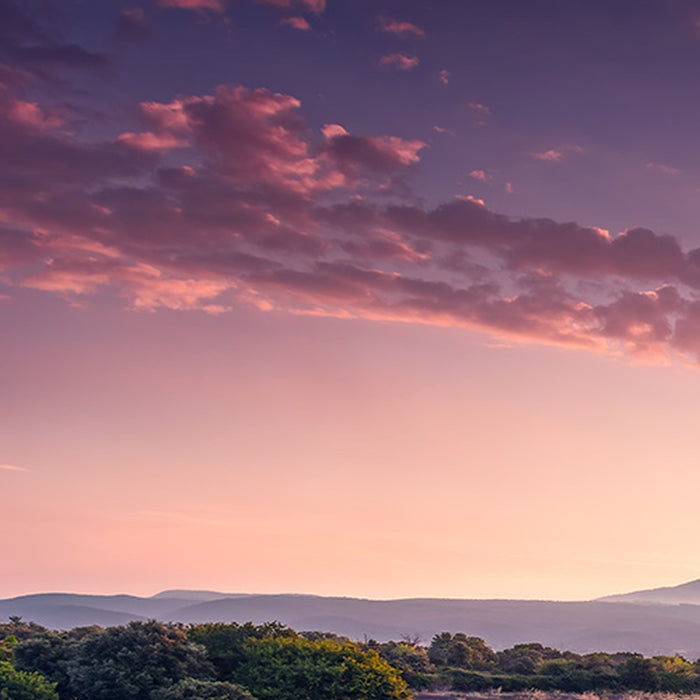 Vlies Fototapete | Lavender Dream | Größe 450 x 280 cm
