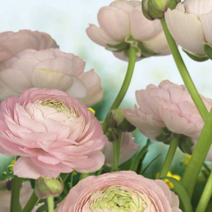 Papier Fototapete | Gentle Rosé | Größe 368 x 254 cm