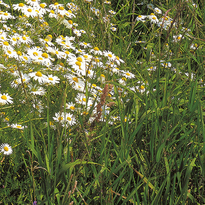 Vlies Fototapete | Meadow | Größe 100 x 280 cm