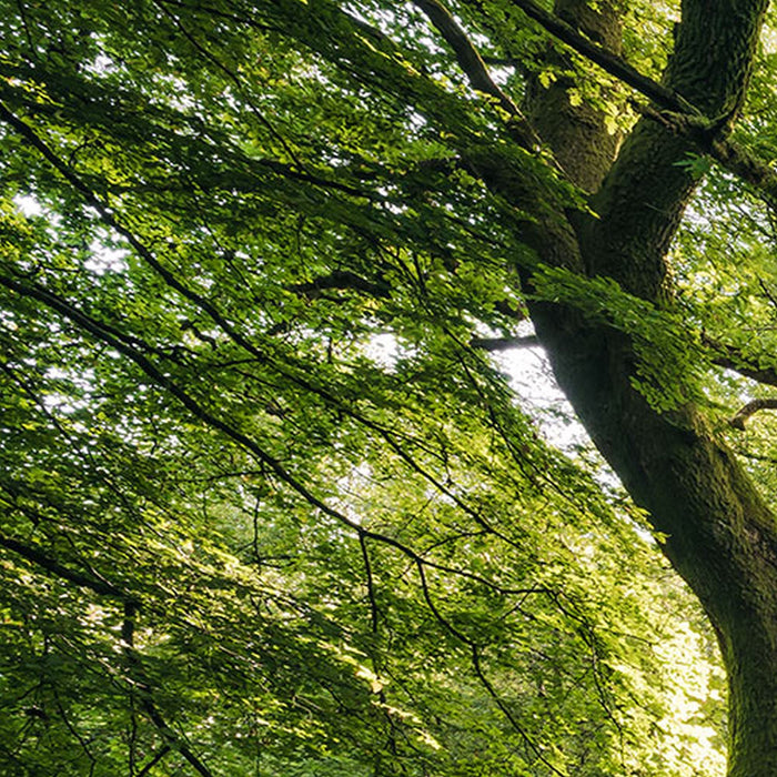 Vlies Fototapete | Mystic Path | Größe 400 x 250 cm