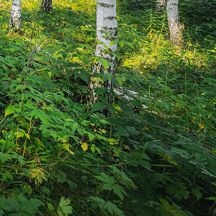 Papier Fototapete | Sunny Day | Größe 368 x 254 cm