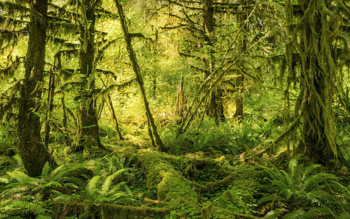 Vlies Fototapete | Ancient World | Größe 400 x 250 cm