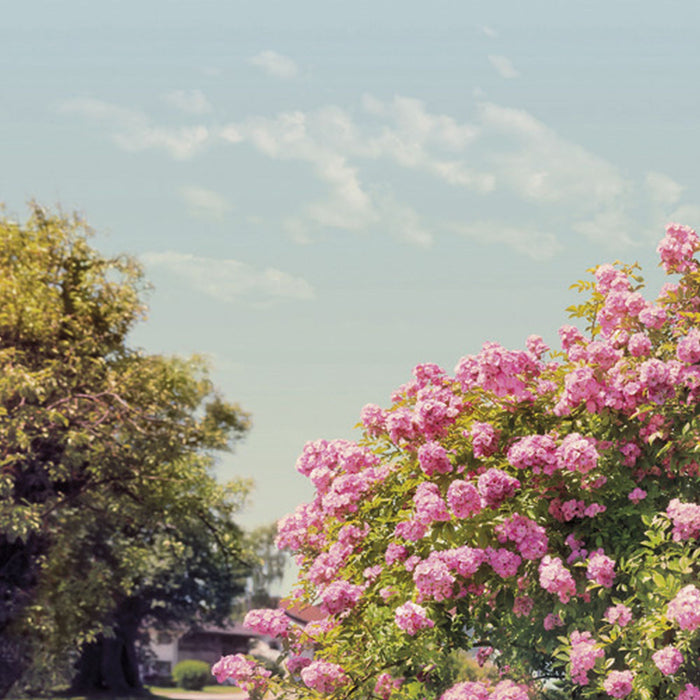 Komar | Papier Fototapete | Rose Garden | Größe 368 x 254 cm