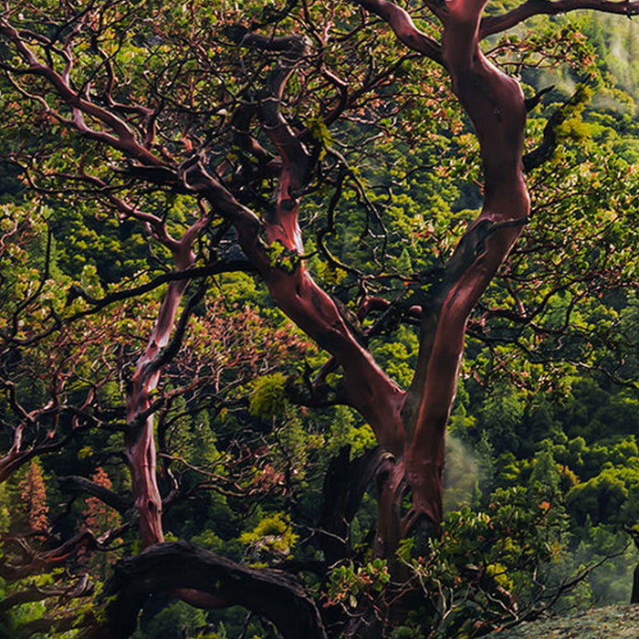 Komar | Vlies Fototapete | Unique Paradise | Größe 200 x 100 cm