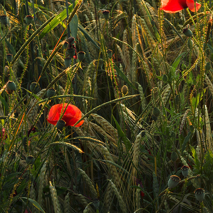 Komar | Vlies Fototapete | Poppy World | Größe 450 x 280 cm