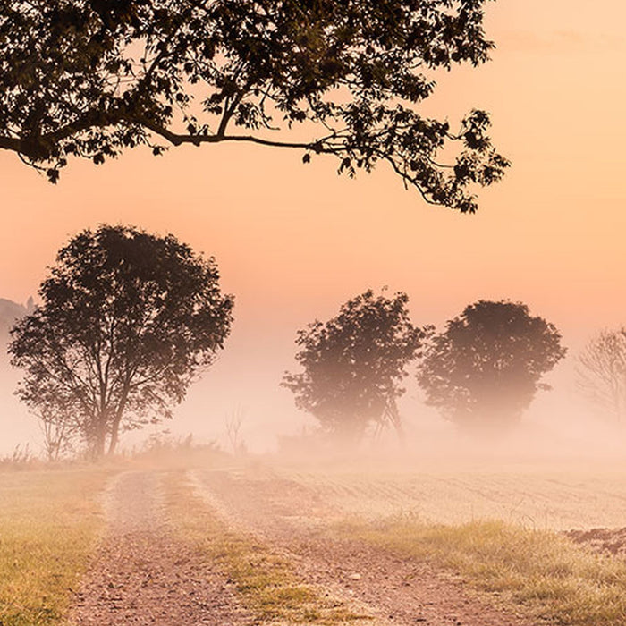 Vlies Fototapete | Misty Morning | Größe 400 x 250 cm