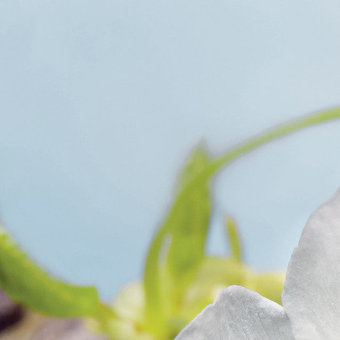 Komar | Vlies Fototapete | Blossom | Größe 184 x 248 cm