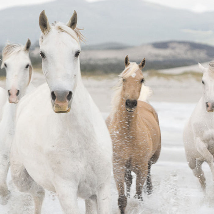 Komar | Papier Fototapete | White Horses | Größe 368 x 254 cm