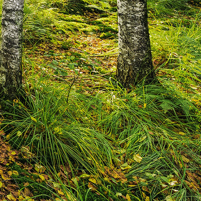Vlies Fototapete | Birch Trees | Größe 400 x 250 cm