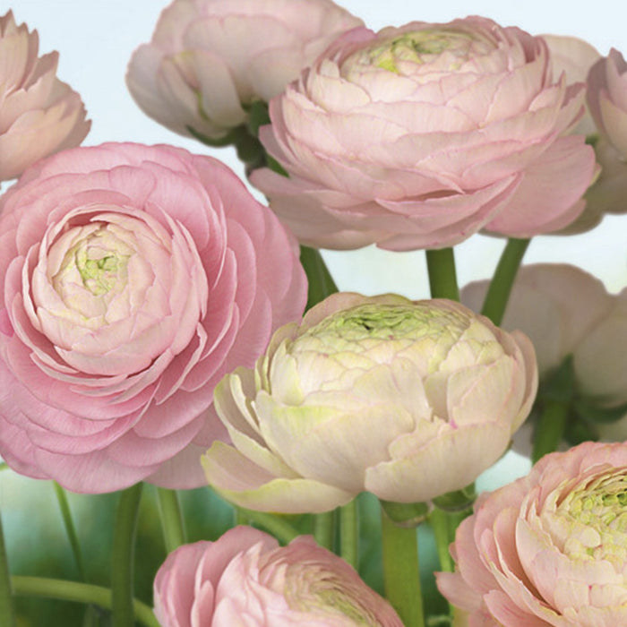 Papier Fototapete | Gentle Rosé | Größe 368 x 254 cm