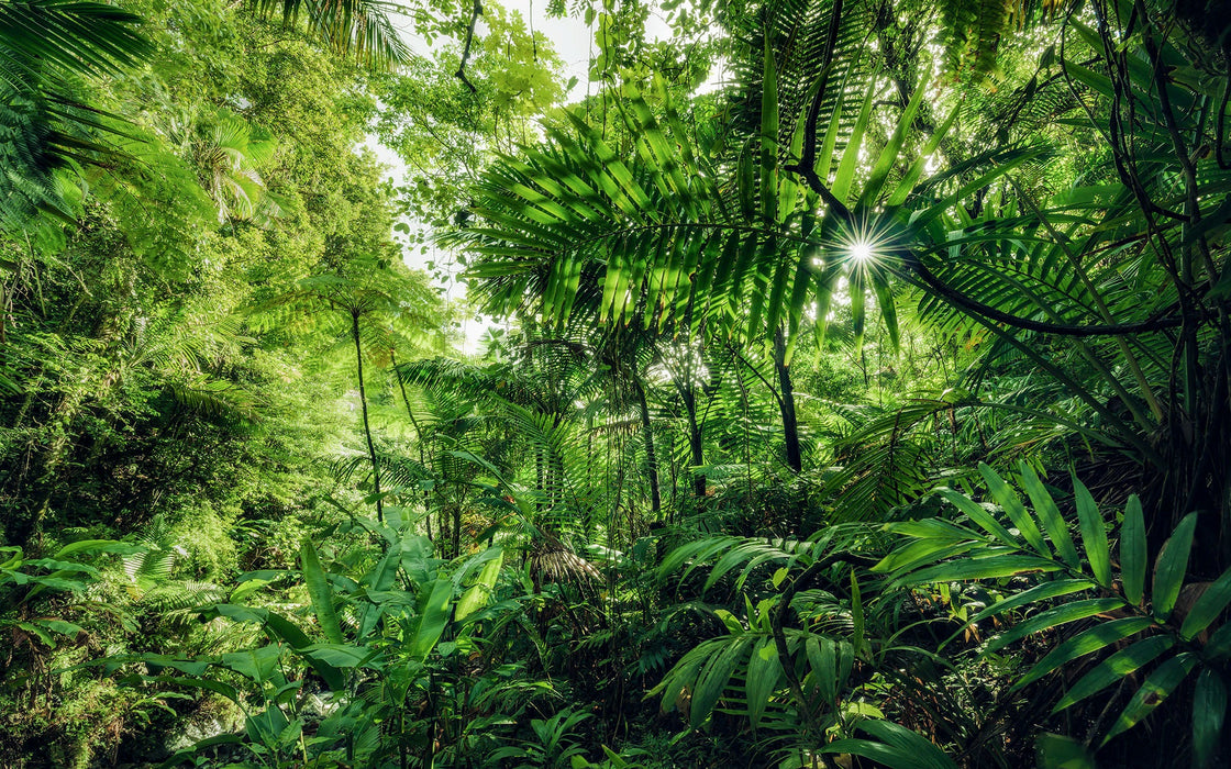 Vlies Fototapete | Into The Jungle | Größe 400 x 250 cm