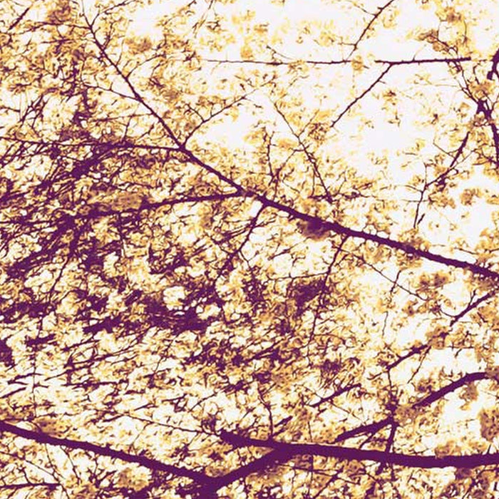 Komar | Vlies Fototapete | Sunshine | Größe 250 x 250 cm