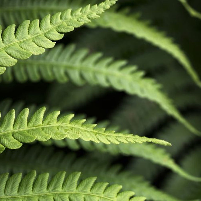 Vlies Fototapete | Farn | Größe 350 x 250 cm