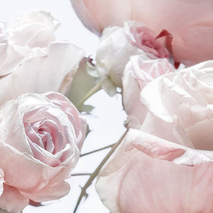 Papier Fototapete | Spring Roses | Größe 368 x 254 cm
