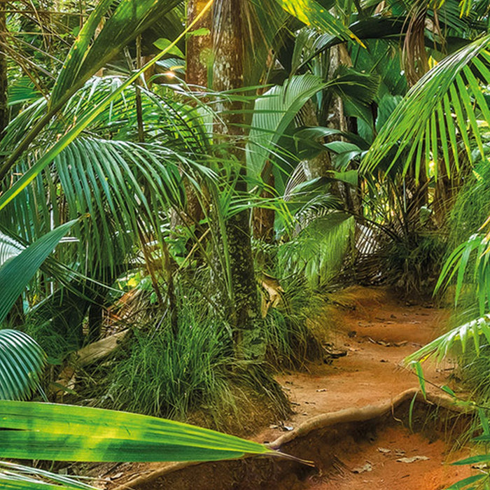 Papier Fototapete | Jungle Trail | Größe 368 x 254 cm