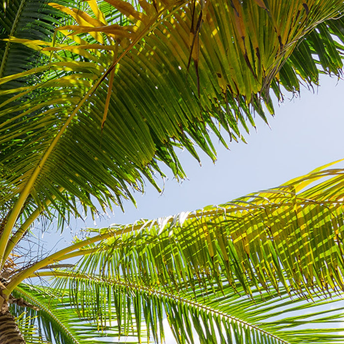 Vlies Fototapete | Caribbean Days II | Größe 450 x 280 cm