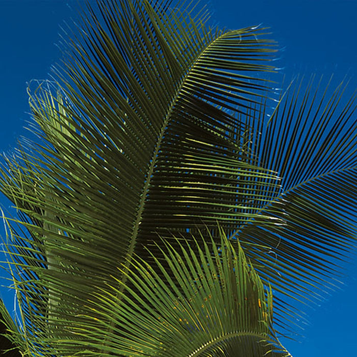 Vlies Fototapete | Coconut Bay | Größe 100 x 280 cm