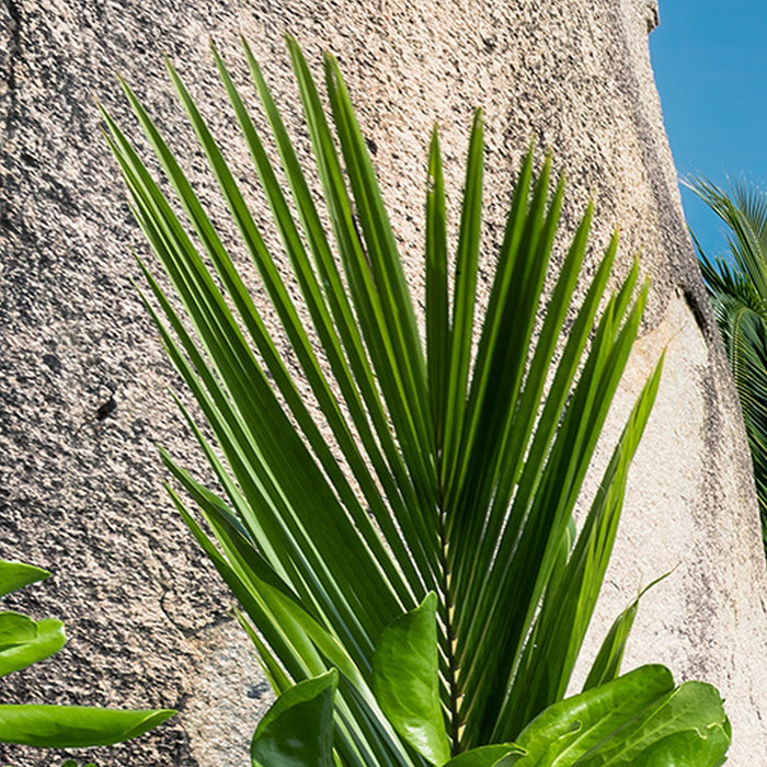 Vlies Fototapete | Tagträume | Größe 450 x 280 cm