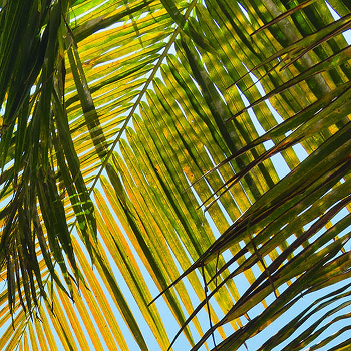 Vlies Fototapete | Under The Palmtree | Größe 200 x 250 cm