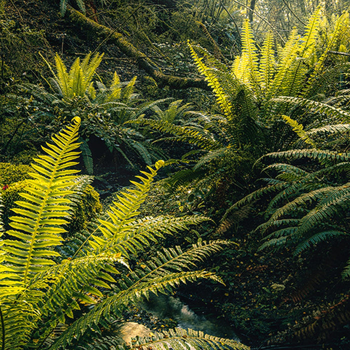 Vlies Fototapete | Fjordland Woods  | Größe 450 x 280 cm