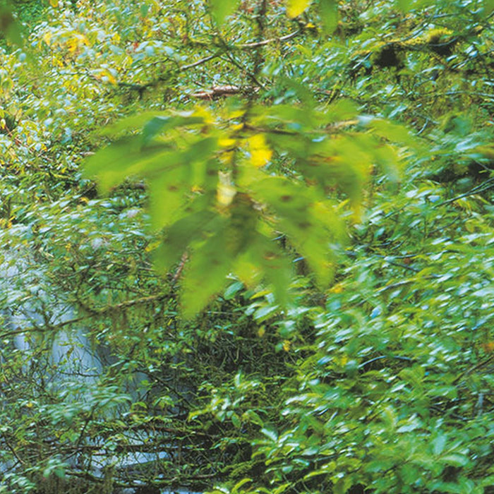 Vlies Fototapete | Pura Kaunui Falls | Größe 300 x 250 cm