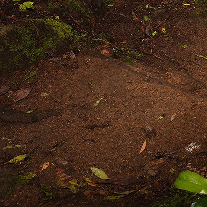 Komar | Vlies Fototapete | The Path | Größe 200 x 250 cm