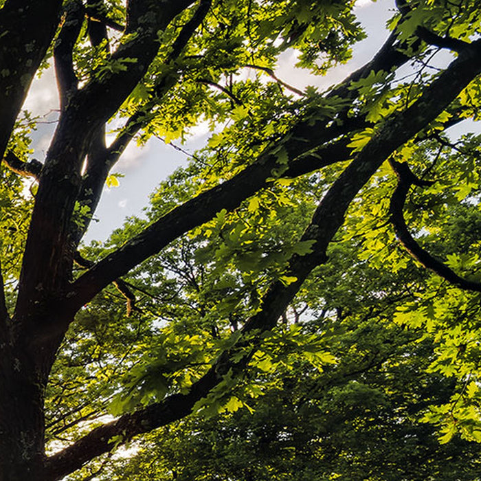 Vlies Fototapete | Golden Moment | Größe 400 x 250 cm