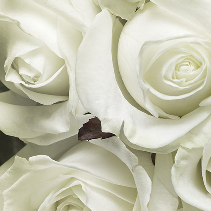 Komar | Fototapete | A La Rose | Größe 368 x 254 cm