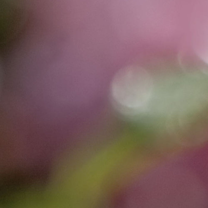 Komar | Fototapete | Bouquet | Größe 184 x 254 cm