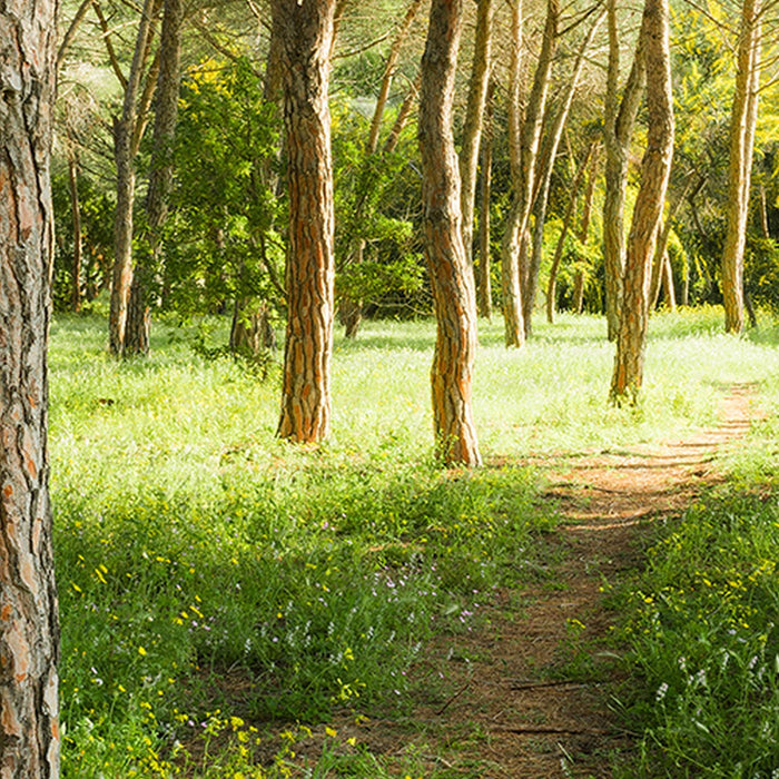 Vlies Fototapete | Blütenzauberwald | Größe 450 x 280 cm