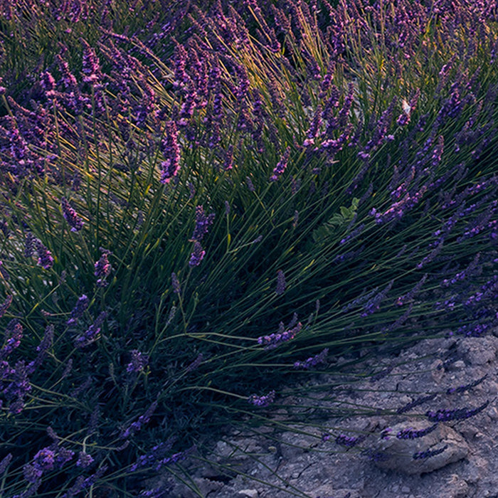 Vlies Fototapete | Lavender Dream | Größe 450 x 280 cm