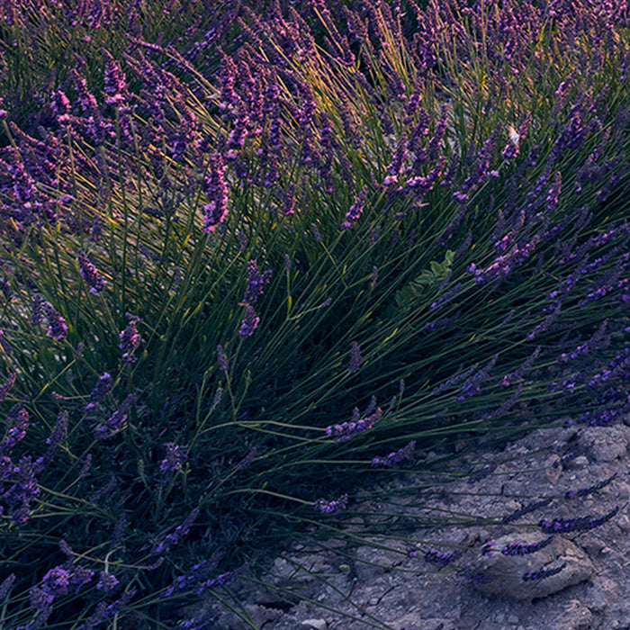 Komar | Vlies Fototapete | Lavender Dream | Größe 450 x 280 cm