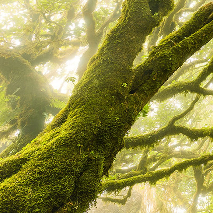 Vlies Fototapete | Green Fire | Größe 400 x 250 cm