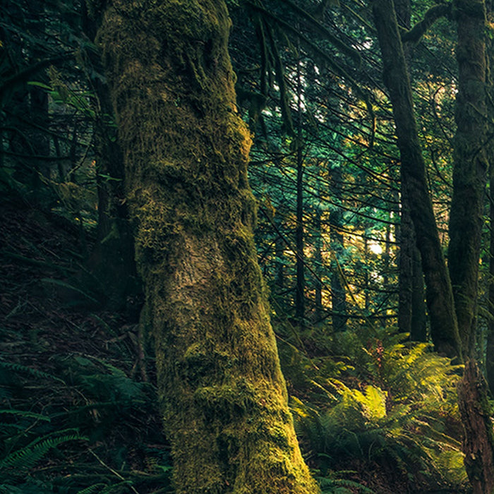 Vlies Fototapete | Elves Cathedral | Größe 450 x 280 cm