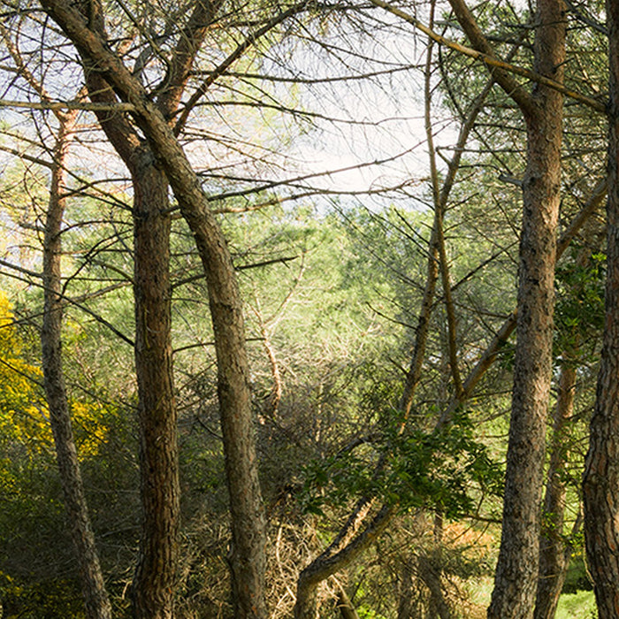 Komar | Vlies Fototapete | Blütenzauberwald | Größe 450 x 280 cm