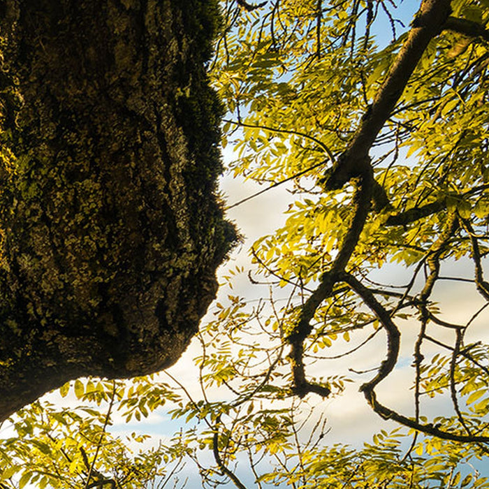 Vlies Fototapete | Golden Embrace | Größe 400 x 250 cm