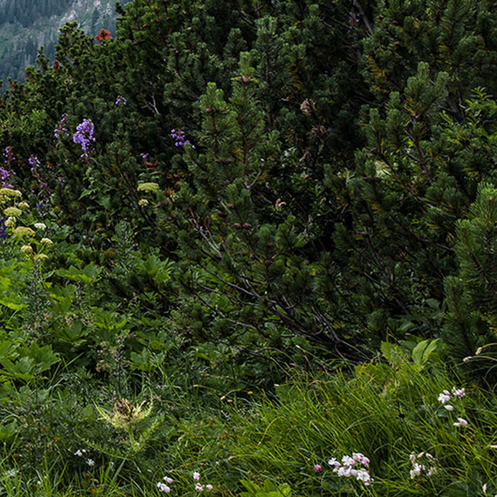 Komar | Vlies Fototapete | Alps | Größe 400 x 250 cm