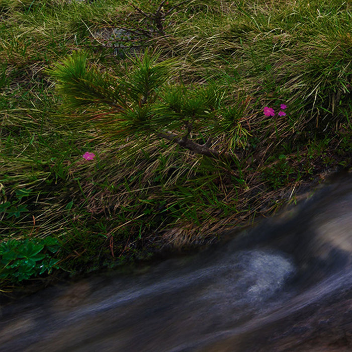 Vlies Fototapete | Wild Paradise | Größe 450 x 280 cm